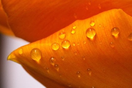 Surface noble du puzzle